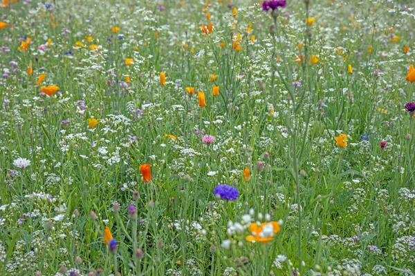 Bunte Blumenwiese im Sommer — Stockfoto