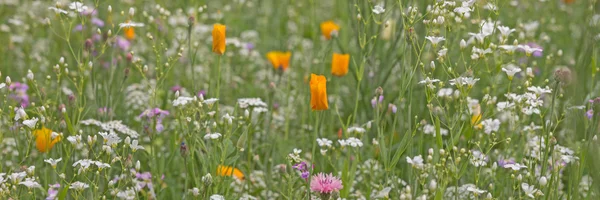 Colorido prado de flores en verano — Foto de Stock