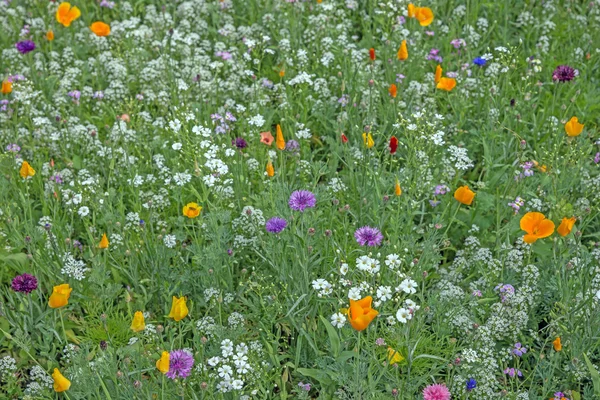 Prato fiorito colorato in estate — Foto Stock