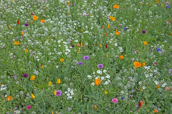 Färgstark blomma äng i sommar — Stockfoto