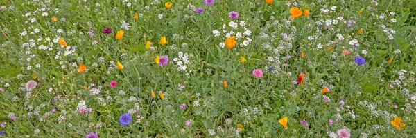 Барвистий квітковий луг влітку — стокове фото