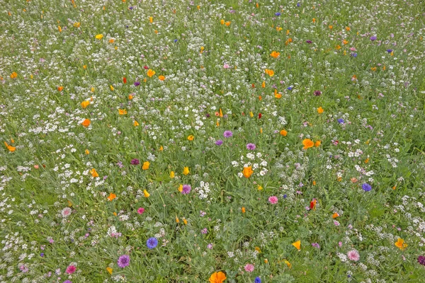 Färgstark blomma äng i sommar — Stockfoto