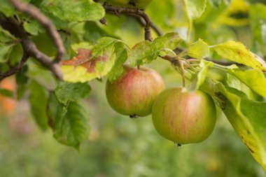 Apple bir elma ağacı dalı
