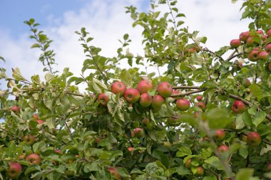 Apple bir elma ağacı dalı
