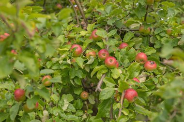 Apple bir elma ağacı dalı