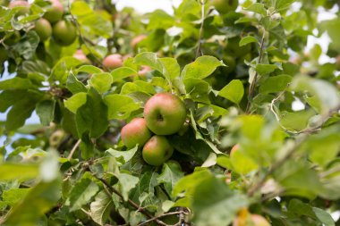 Apple bir elma ağacı dalı