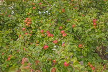 Apple bir elma ağacı dalı
