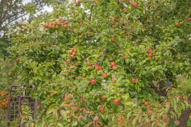 Apple bir elma ağacı dalı