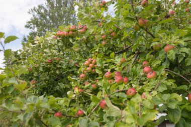 Apple bir elma ağacı dalı