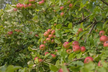 Apple bir elma ağacı dalı