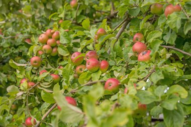 Apple bir elma ağacı dalı