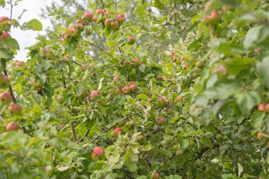 Apple bir elma ağacı dalı