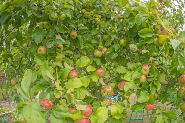 Apple bir elma ağacı dalı