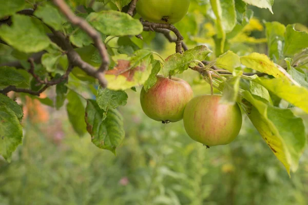 Apple bir elma ağacı dalı