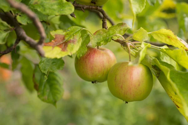 Apple bir elma ağacı dalı