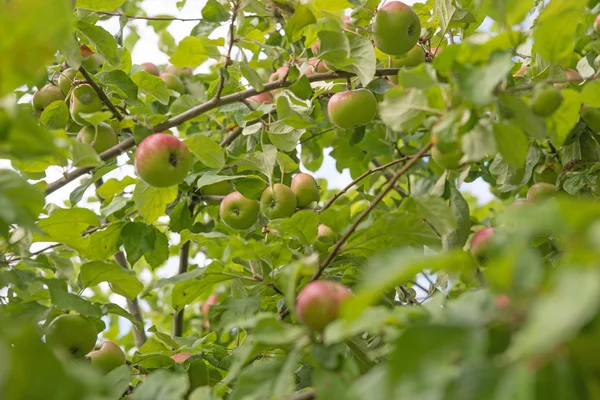 Maçã em um ramo de árvore de maçã — Fotografia de Stock
