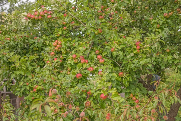 Manzana en una rama de manzano — Foto de Stock