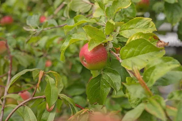 Maçã em um ramo de árvore de maçã — Fotografia de Stock