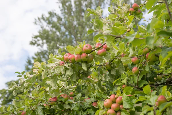 Mela su un ramo di melo — Foto Stock