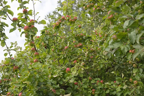 Apfel auf einem Apfelbaumzweig — Stockfoto