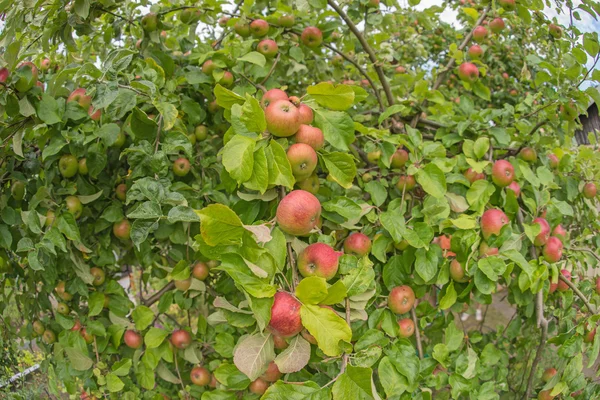 Manzana en una rama de manzano — Foto de Stock
