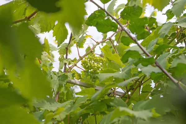 Uvas frescas verdes — Fotografia de Stock