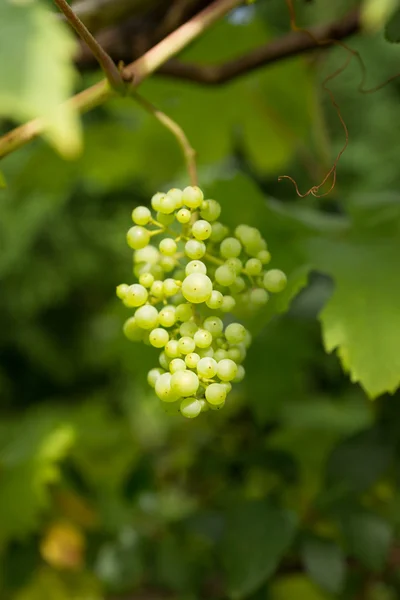 Green fresh grapes — Stock Photo, Image