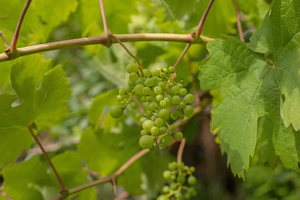 Green fresh grapes — Stock Photo, Image