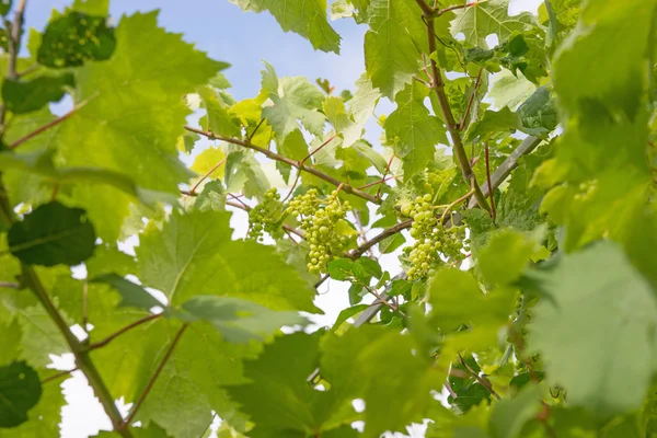 Uvas frescas verdes — Fotografia de Stock