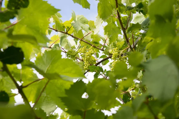Uvas frescas verdes — Fotografia de Stock