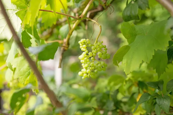 Uvas frescas verdes — Fotografia de Stock