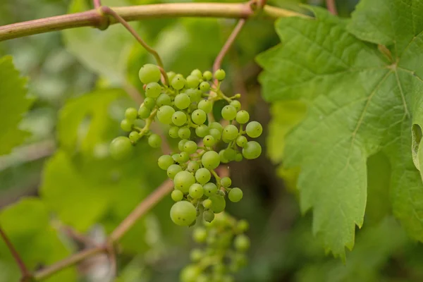 Green fresh grapes — Stock Photo, Image