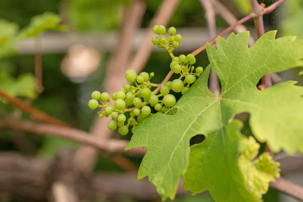 Uvas frescas verdes — Fotografia de Stock