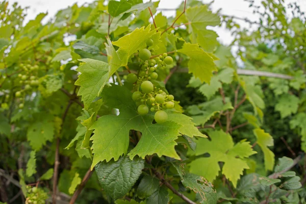 Uvas frescas verdes — Fotografia de Stock