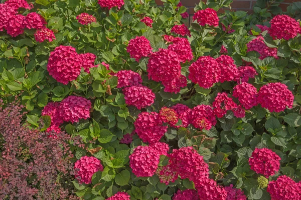 Belle ortensie — Foto Stock