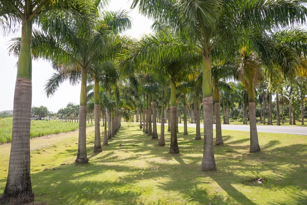 Ljusa dunge av höga palmer — Stockfoto