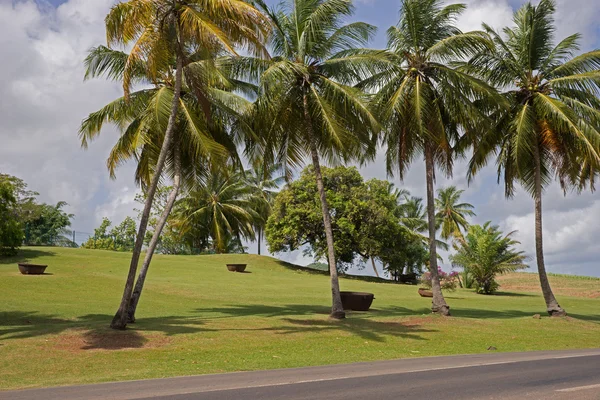 Ljusa dunge av höga palmer — Stockfoto