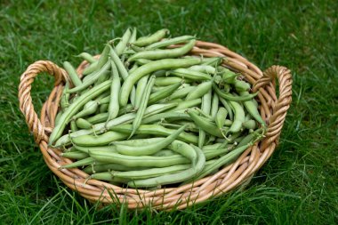 Yeşil fasulye sepeti