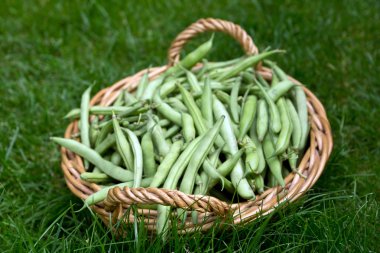 Yeşil fasulye sepeti
