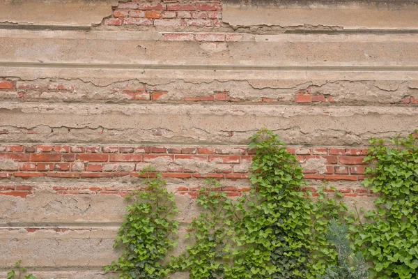 Rote Ziegelwand und grüne Blätter — Stockfoto