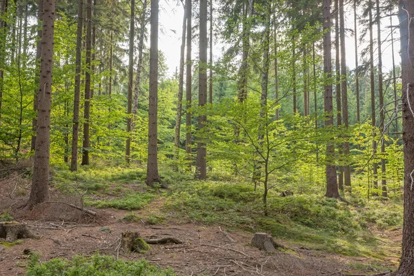 Вид в лісі — стокове фото