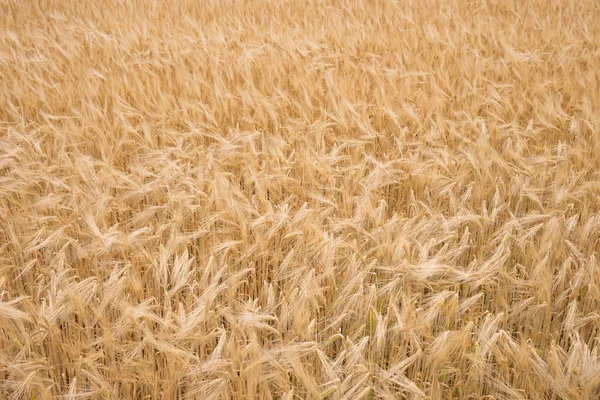 Zralé pšenice Golden pozadí — Stock fotografie