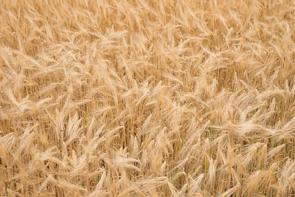 Golden Ripe Wheat Background — Stock Photo, Image