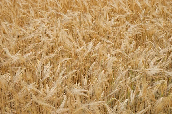 Золотой спелый пшеничный фон — стоковое фото