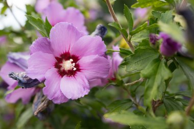 güzel hibiscus çiçek