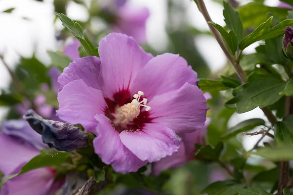 美しいハイビスカスの花 — ストック写真