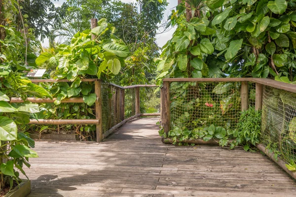 Walkway in the Park of Guadeloupe — Stock Photo, Image