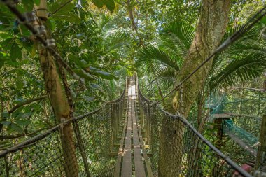 Ormandaki asma köprü