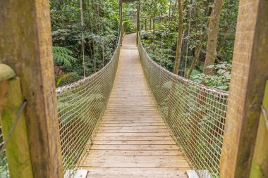 Ormandaki asma köprü