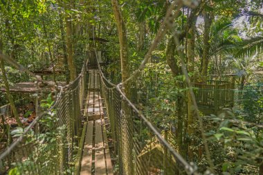 Ormandaki asma köprü